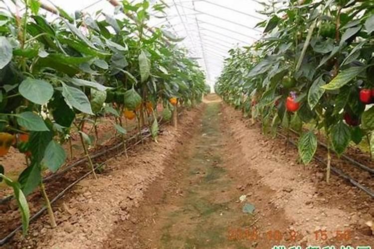 菠萝树需要用肥料吗？