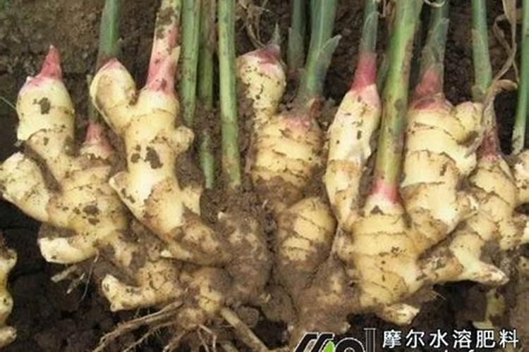 养花的氮肥有哪些