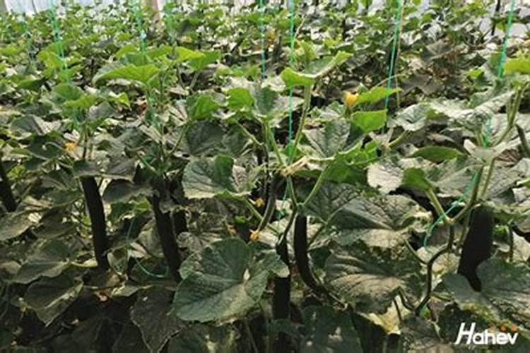 黄瓜生长期用什么肥料合适？黄瓜病害预防用冲施肥效果怎么样？