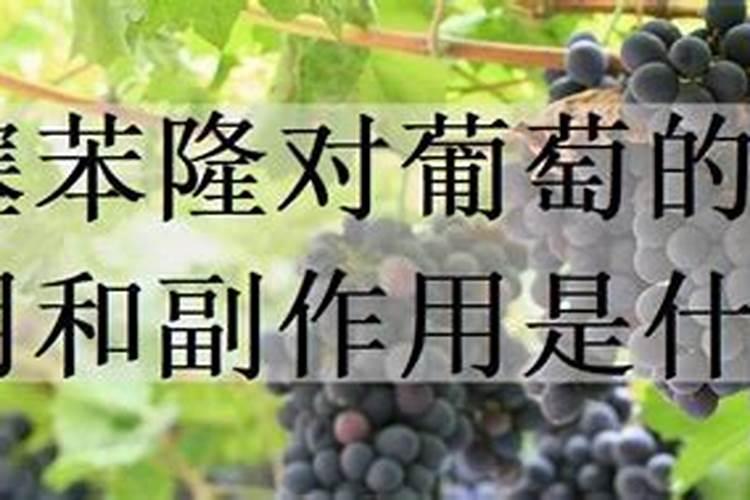 氯溴异氰尿酸能和噻唑膦一起用吗？