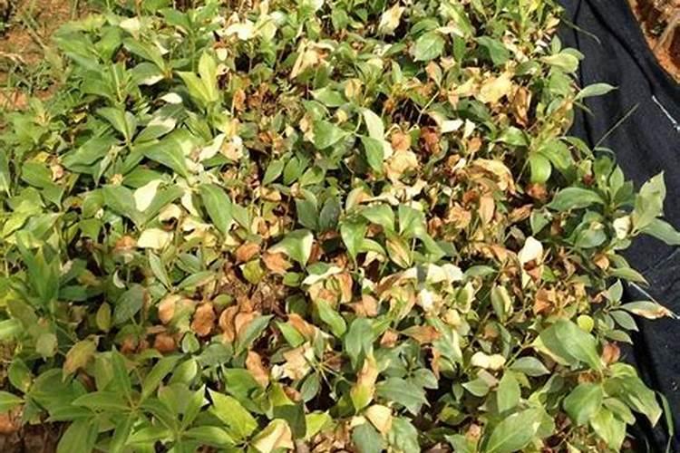 缺氮磷钾的植物个有什么症状啊