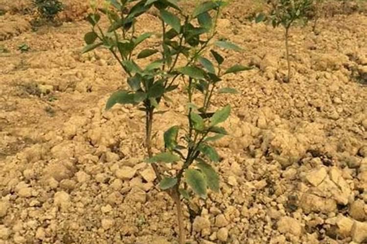 蔬菜哪些肥料可以用作基肥？蔬菜用什么肥料长得好？