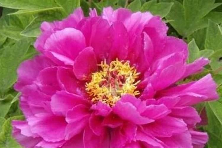 作物使用鱼蛋白肥会有什么效果？