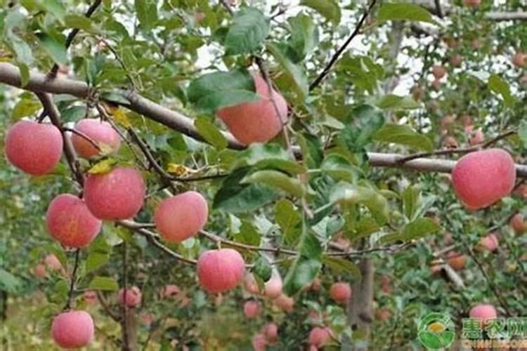 高中化学 多数生物为什么不能直接从空气吸收氮气