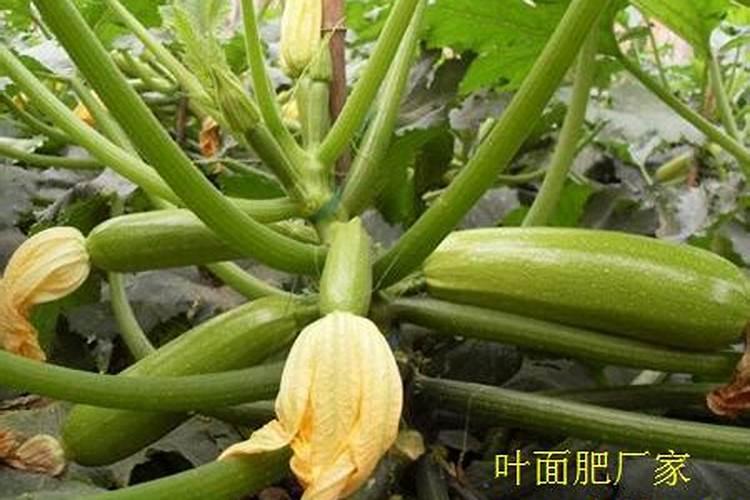硝酸磷钾肥的缺点与优点
