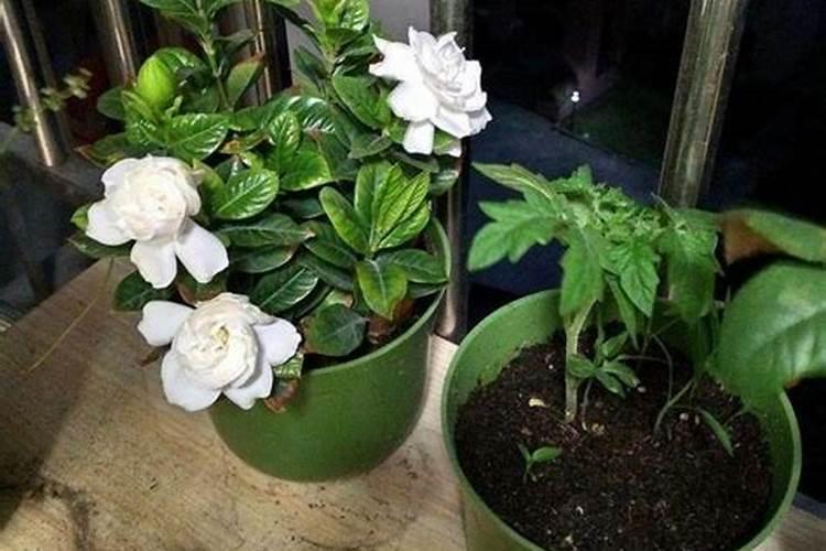 一盆花放了几十粒复合肥,用复合肥怎样给花施肥