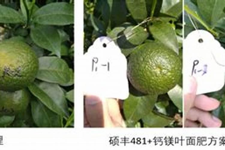 芸苔素内酯玉米可喷几次