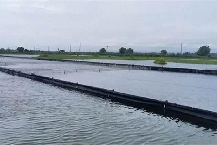 怎样施用碳酸氢铵肥效高