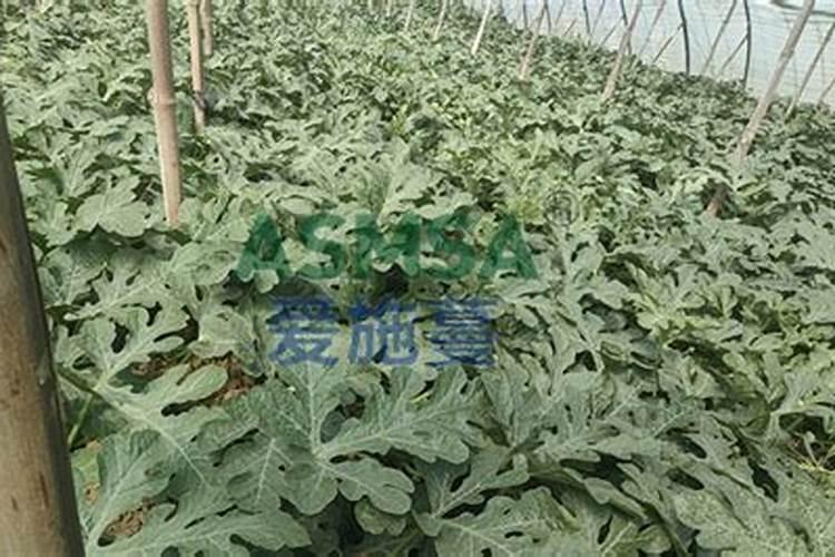 含缩二脲的大量元素水溶肥氮肥是什么氮