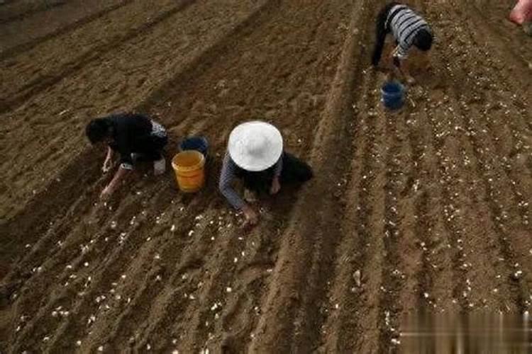 种大蒜用什么肥料做底肥最好？