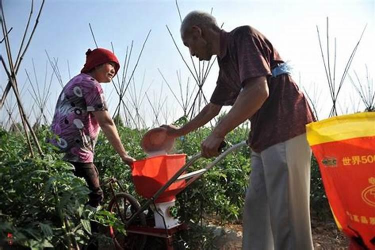 白菜移载两天撒肥有没有关系