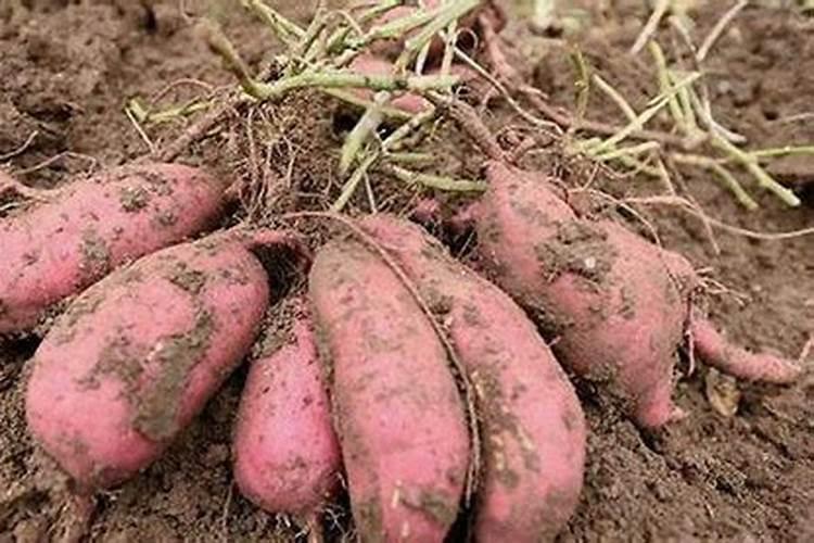 磷肥在什么时候施肥最好？月季什么时候施磷肥