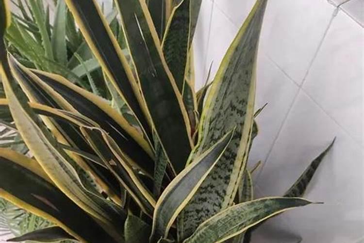 氮肥主要作用有哪些？如何提高氮肥利用率？