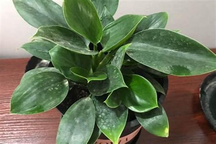 哪里可以学无土栽培技术