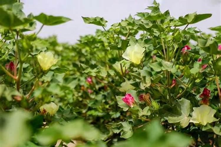 水库一亩水面能养多少鱼