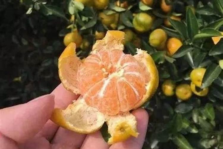 盆栽观叶植物怎样施叶面肥？