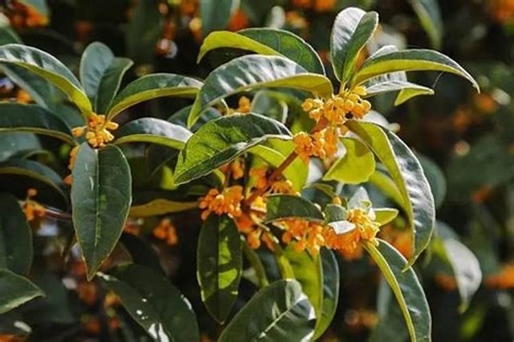 辛肥一亩地用多少