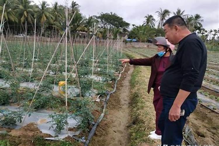 甘蔗和甜菜制出的糖有什么不同 纯度最高的品种
