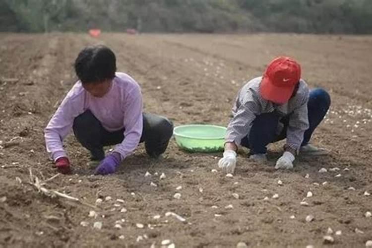 名字好听的植物