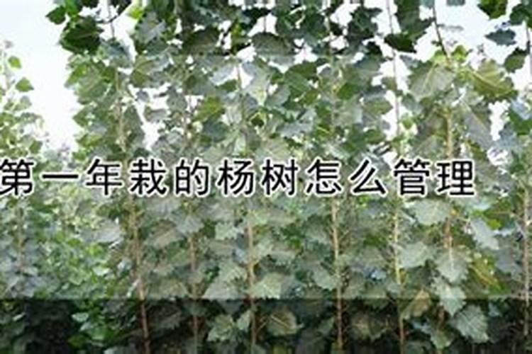 杨树需不需要打叶面肥呢？