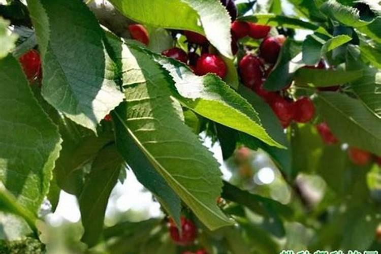 大樱桃谢花后施什么肥