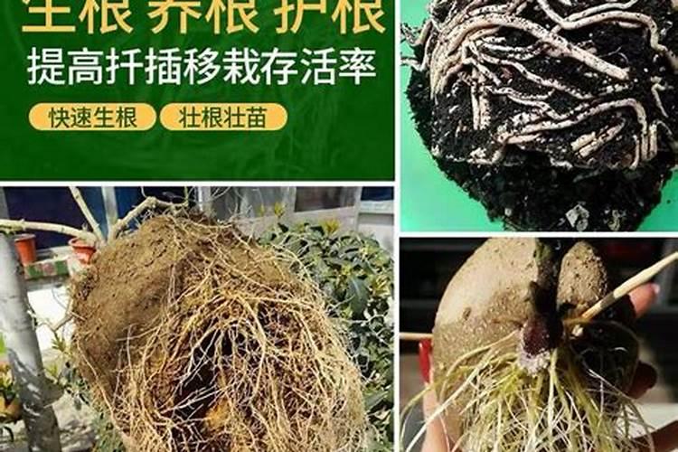 玫瑰花用什么肥料最好
