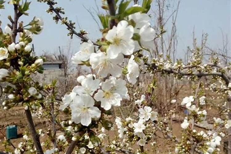 樱桃开花坐果期施微量元素肥怎么做更高产