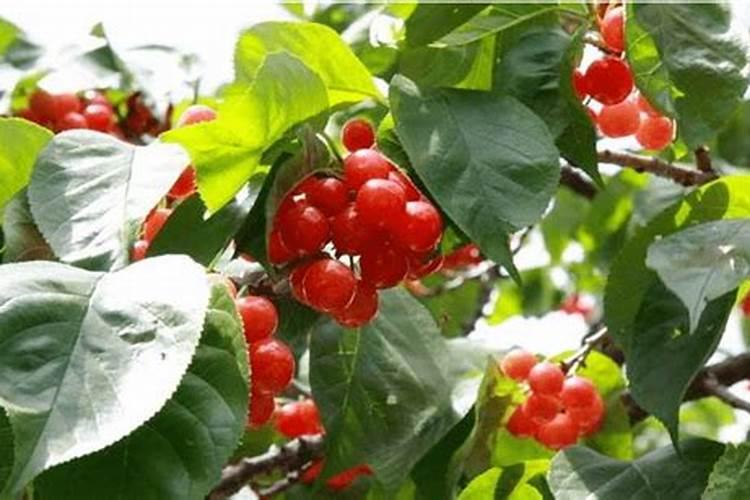 南方樱桃花期能不能喷磷酸二氢钾、糖醇钙和流体硼？