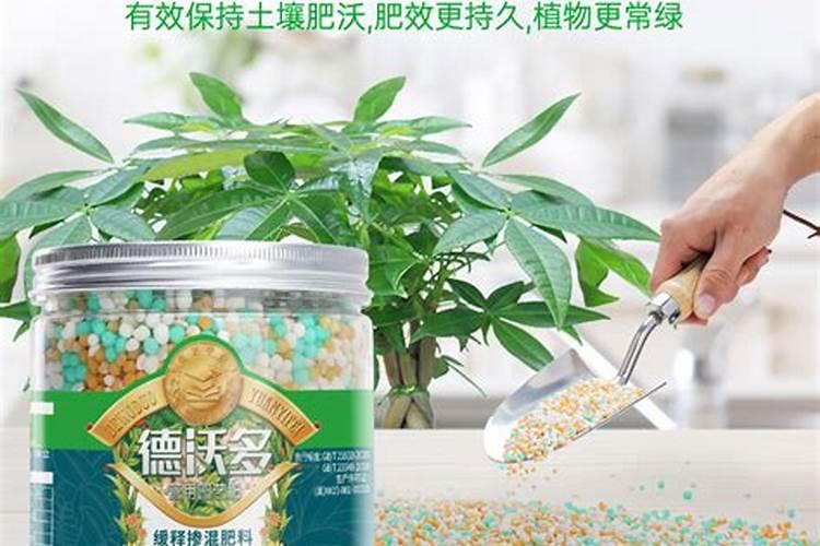 怎样才能让发财树长出新芽？