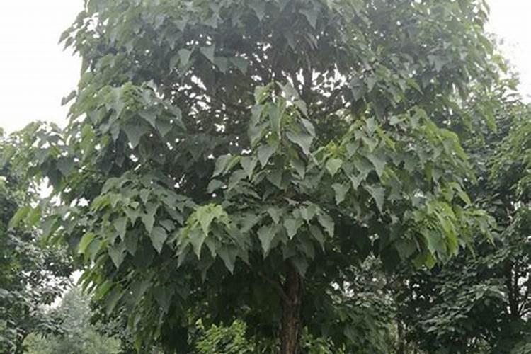 小葱用什么叶面肥好？