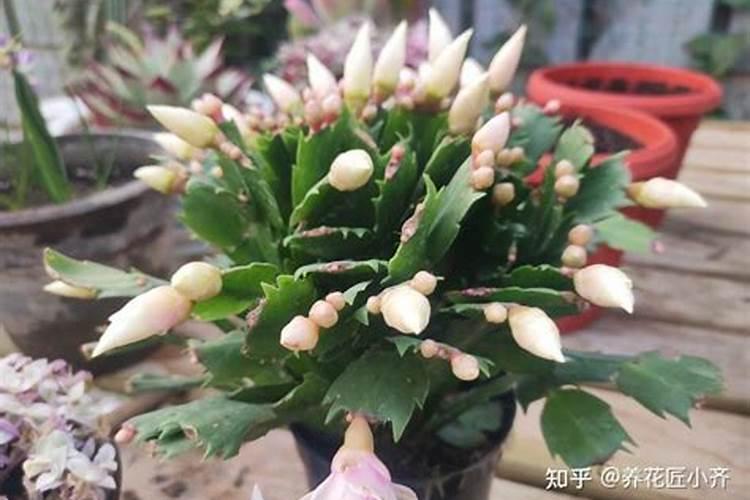 什么水溶肥能促进根系发达？果树如何育苗快速生根？