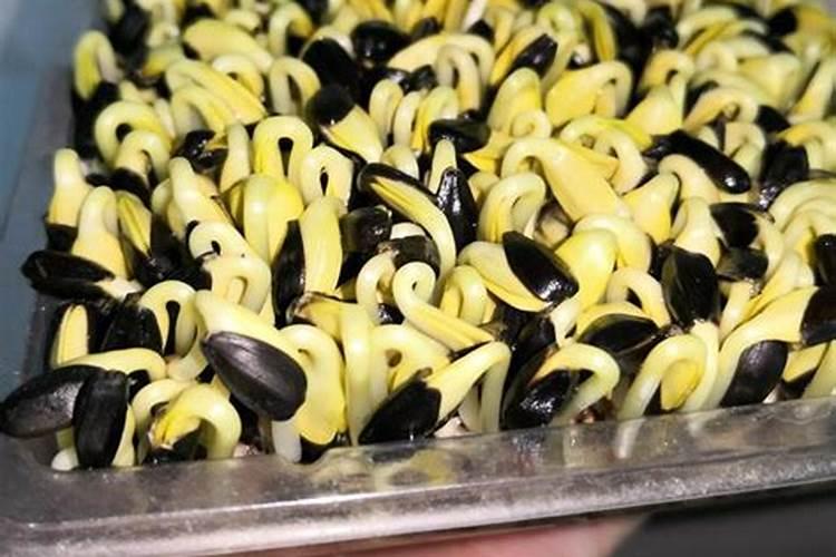 氨基酸控旺树的用量得多少