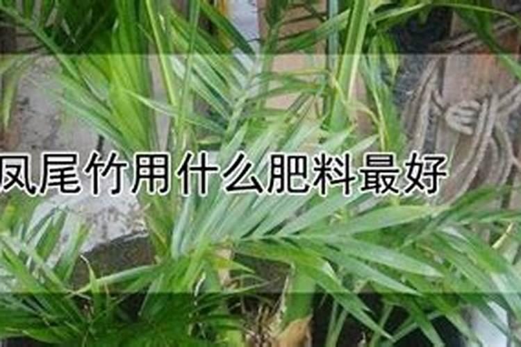 凤尾竹叶子像图片一样.发黄是怎么回事？万能的度友们……
