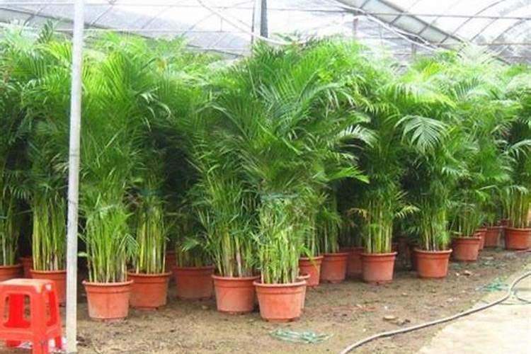 凤尾竹怎么养殖方法和注意事项