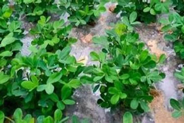 花生用什么肥料追肥