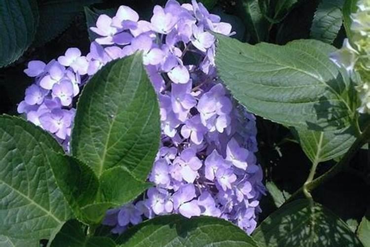 招财树喷什么最好