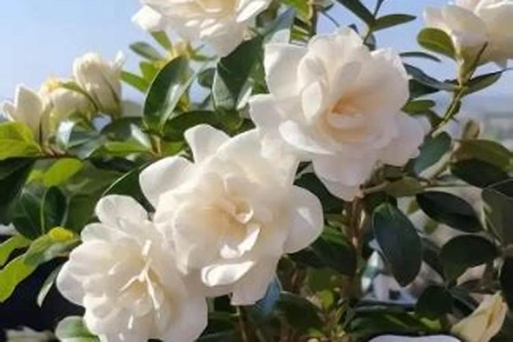 招财树浇水的正确方法 怎么给招财树浇水