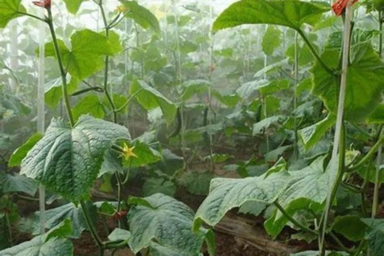 高温天气能打玉米控旺药吗