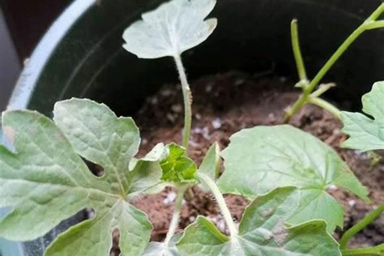 永良4号小麦的面粉好吃吗