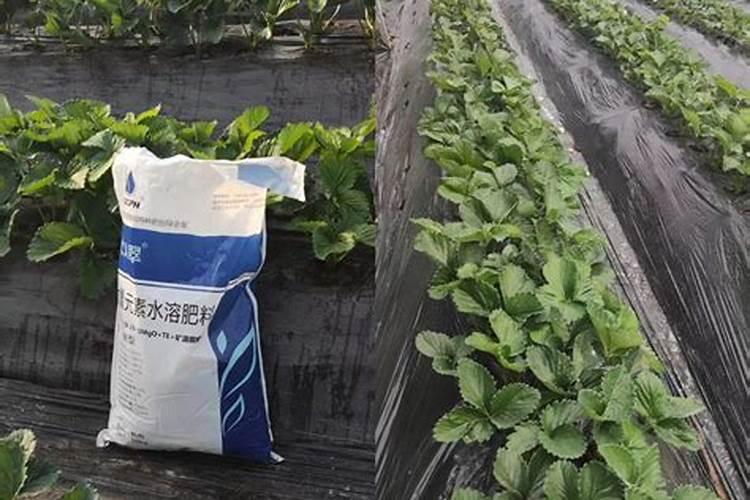 桃树什么时候用水溶肥最好