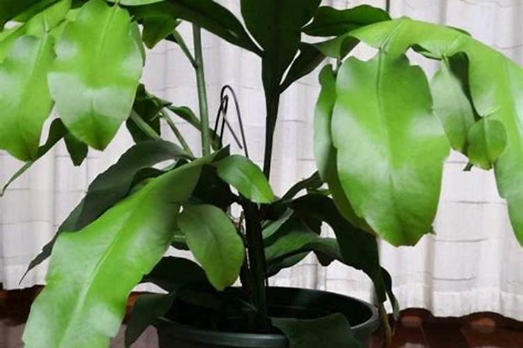 金钱树叶子没光泽怎么处理