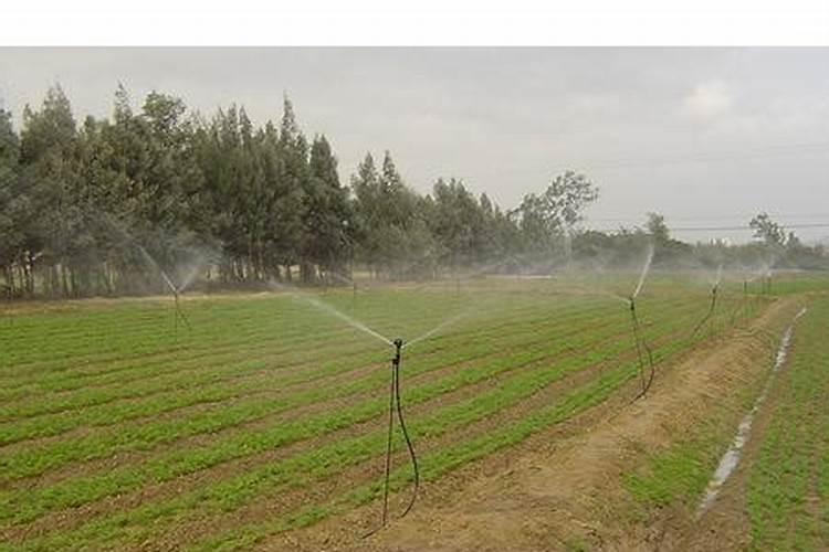 乌塌菜黑龙江蜜山什么时候种？