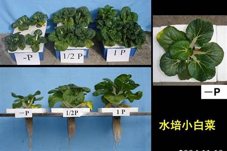 大白菜打磷酸二氢钾好吗？