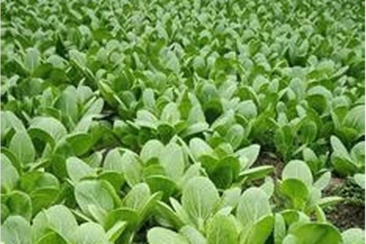 种植大白菜怎样施肥才产量高(种大白菜需要什么底肥)