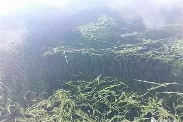 黑木草怎样种植？用什么化肥？