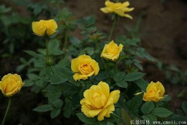 月季买回来种下多久才能施肥