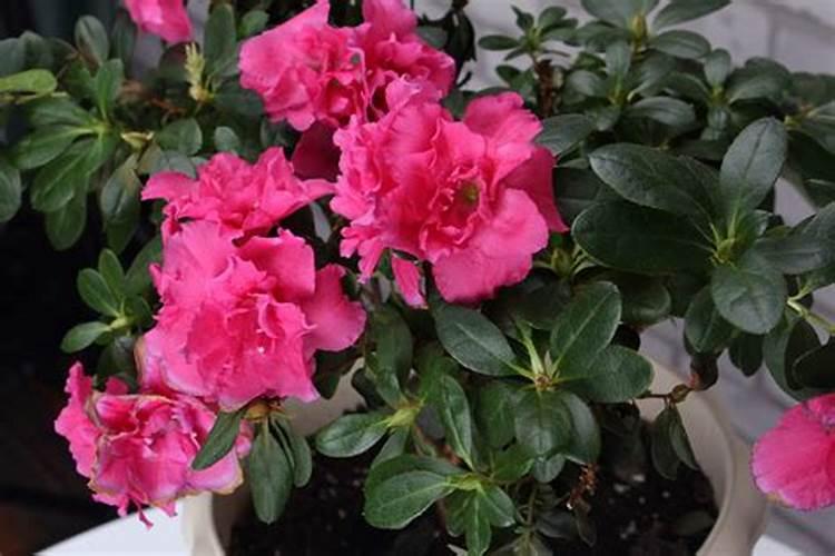 香蕉树用什么肥料最好？