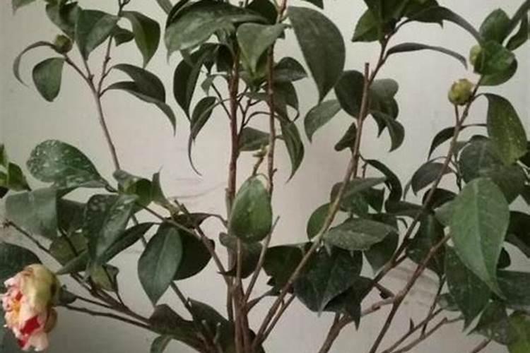 种葱用什么肥料好