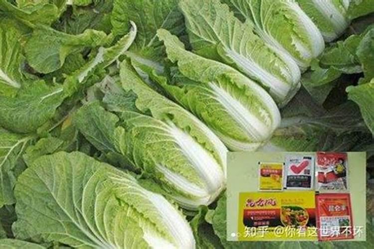 种葱底肥上什么肥料好