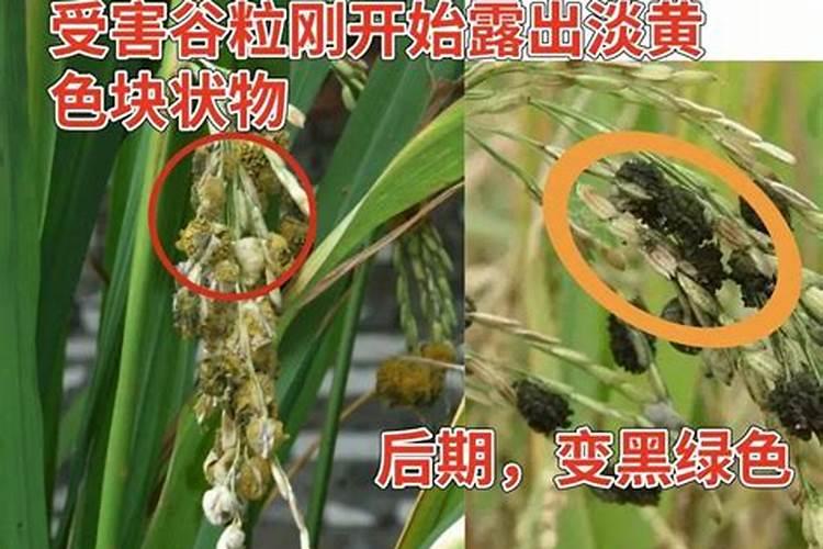水稻稻瘟病特效药
